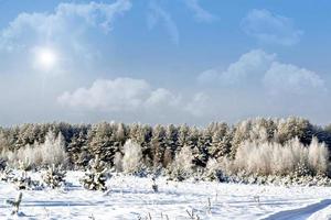 winter bos. winters landschap. foto