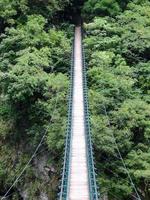brug naar de jungle foto