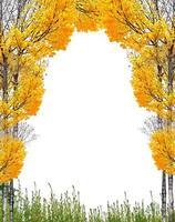 helder kleurrijk herfstgebladerte foto