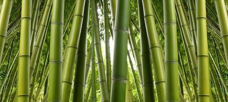 bamboe jungle
