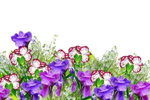 heldere kleurrijke bloemen geïsoleerd op een witte achtergrond. foto
