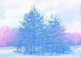 bevroren winterbos met besneeuwde bomen. foto