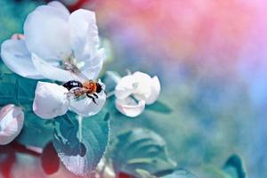 insectenbij op een bloeiende appelboomtak. foto