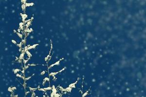 bevroren winterbos met besneeuwde bomen. foto