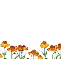 heldere kleurrijke bloemen goudsbloemen geïsoleerd op een witte achtergrond foto