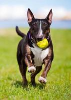 Engelse bull terrier-hond die een bal draagt foto