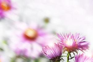 herfst bloemen asters. landschap. foto