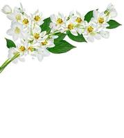 tak van jasmijn bloemen geïsoleerd op een witte achtergrond. sneeuwklokje foto