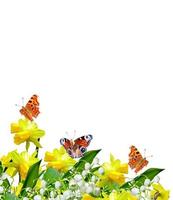 lente bloemen narcissen en lelies van de vallei geïsoleerd op een witte achtergrond. vlinder foto