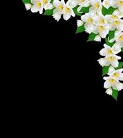 witte jasmijnbloem. foto