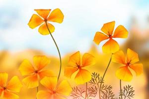 kleurrijke mooie bloemen eschscholzia op de achtergrond van het zomerlandschap. foto