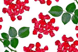 heldere kleurrijke roos foto