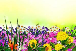 veld madeliefje bloemen en bellen foto