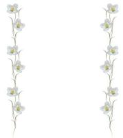 tak van jasmijn bloemen geïsoleerd op een witte achtergrond foto