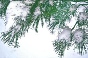 wazig kerst achtergrond. bomen in de sneeuw. winterbos foto