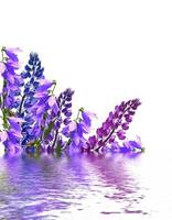 blauwe lupine mooie bloemen op een witte achtergrond foto