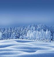 winter bos. winters landschap. besneeuwde bomen foto