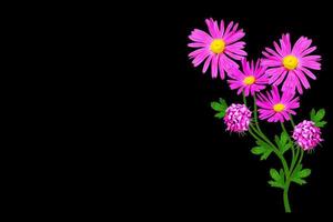 petunia's geïsoleerd op een zwarte achtergrond. kleurrijke bloemen. foto