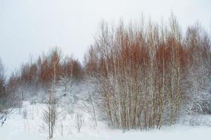 bevroren winterbos met besneeuwde bomen. foto