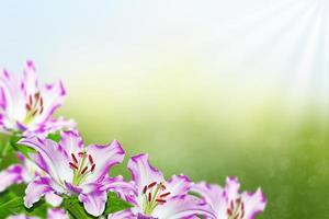 kleurrijke mooie bloemen lelie op de achtergrond van het zomerlandschap. foto