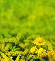 zomer landschap. wilde bloemen foto