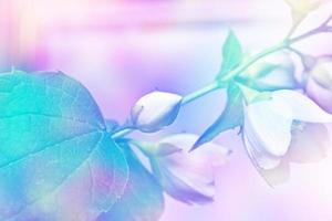 witte jasmijn. de tak delicate lentebloemen foto