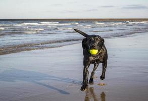 zwarte labrador apporterende bal langs het strand