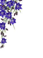 blauwe bloemen campanula geïsoleerd op witte achtergrond foto