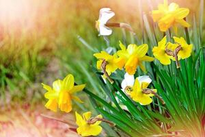 lente landschap. mooie lente bloemen narcissen. foto