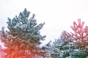 bevroren winterbos met besneeuwde bomen. foto