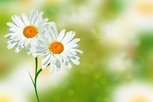 witte heldere madeliefjebloemen op een achtergrond van het zomerlandschap. foto