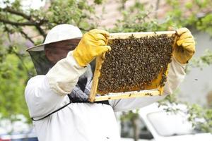 apiarist die met bijen werkt foto