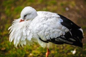 de ooievaar verborg de snavel in zijn veren foto