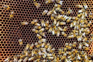zwerm bijen op honingraatframes in bijenstal foto