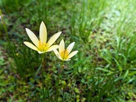 gele bloem bloeien in de tuin foto