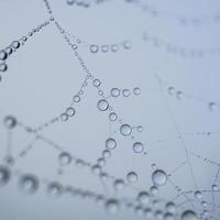 regendruppels op het spinnenweb in regenachtige dagen, abstracte achtergrond foto