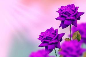 heldere kleurrijke bloemroos foto