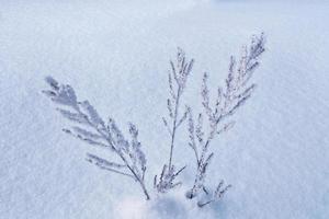 wazig bevroren gras. winter abstracte achtergrond. landschap. foto