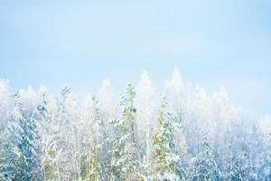 bevroren winterbos met besneeuwde bomen. foto