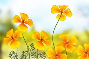 kleurrijke mooie bloemen eschscholzia op de achtergrond van het zomerlandschap. foto