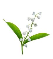 lelietje-van-dalen bloem op witte achtergrond foto