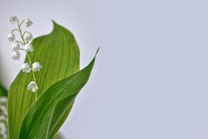 lelietje-van-dalen bloem foto