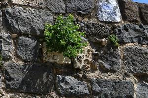 groene planten en bloemen groeien op stenen foto