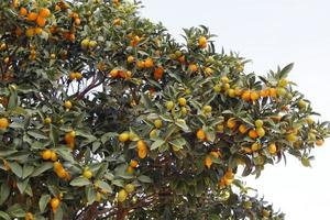 vruchten van citrusbomen in het stadspark. foto