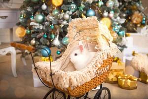 een wit konijn zit in een retro kinderwagen voor poppen. vintage kerstdecor, kerstboom met lichtslingers. Nieuwjaar. huisdieren thuis foto