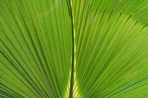 close-up van groen palmblad foto