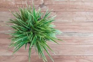 groene plant op hout bovenaanzicht foto