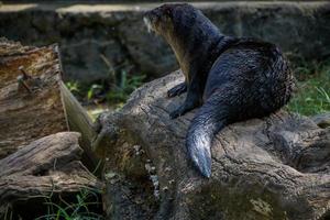 otter op log in dierentuin foto