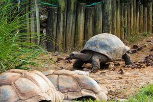 galapagos schildpad geniet van het mooie weer buiten foto