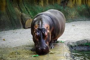 nijlpaard knabbelt aan snacks in de dierentuin foto